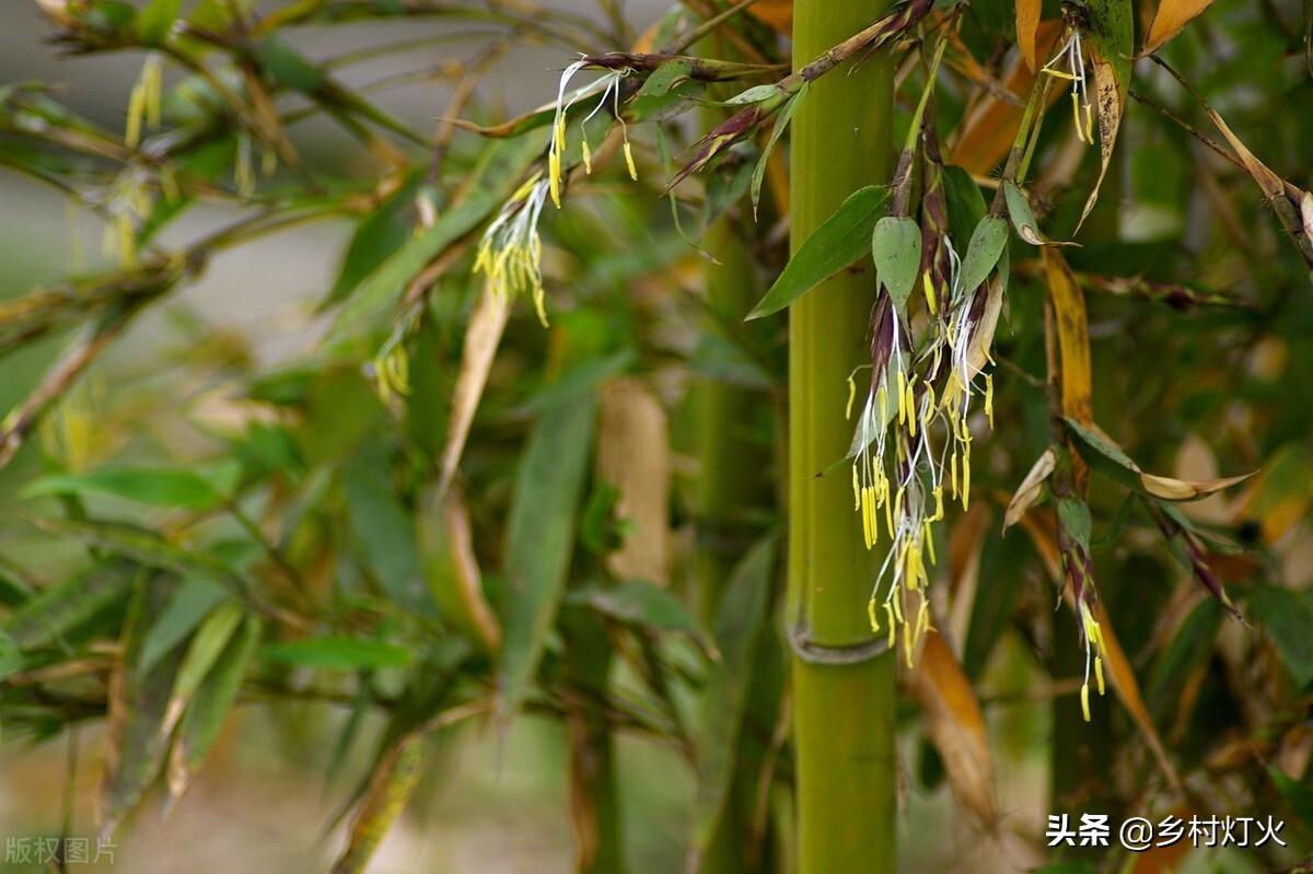 竹子开花意味着什么（竹子开花是什么征兆） 植物百科 第3张