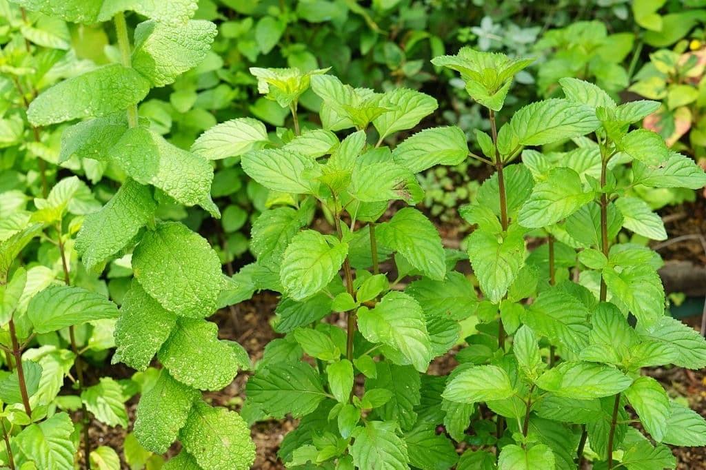 薄荷的种类有几种（薄荷品种大全） 植物百科 第11张