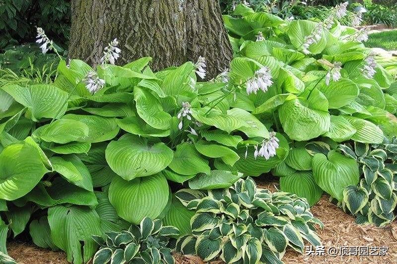 院子背阴的地方适合种什么（适合庭院种植的6种耐阴植物推荐） 养花知识 第9张