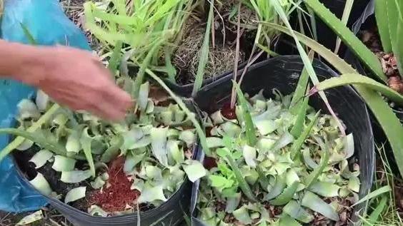 自己怎么种菠萝（家里种植菠萝的方法） 绿植养护 第2张