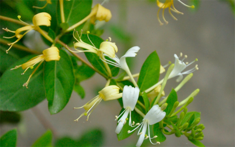 金银花的花朵为什么会变色（金银花变色的原因） 植物百科 第5张
