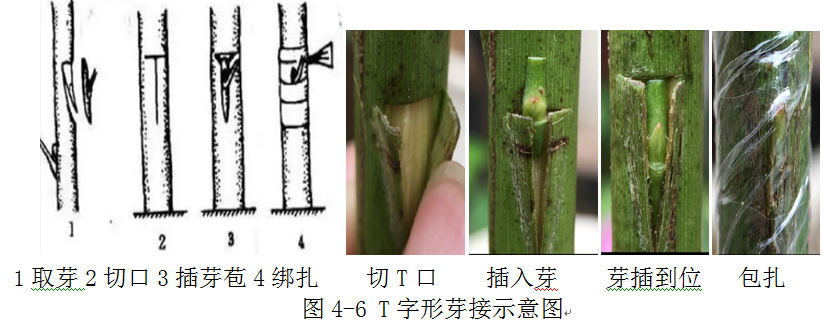 嫁接树苗的方法和技术（带你轻松玩转嫁接） 绿植养护 第6张