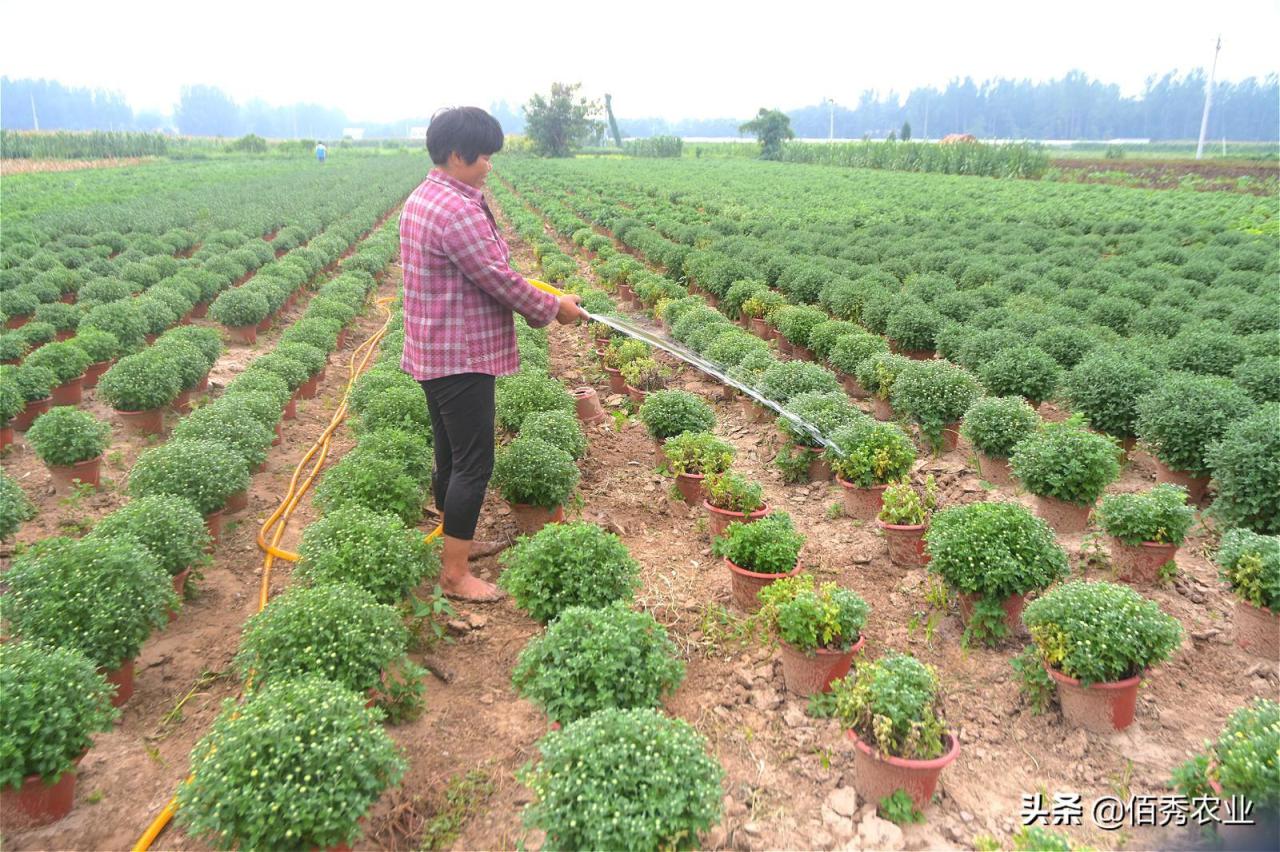 菊花叶子发黄干枯咋回事（分享3种有效防治技巧） 养花知识 第4张