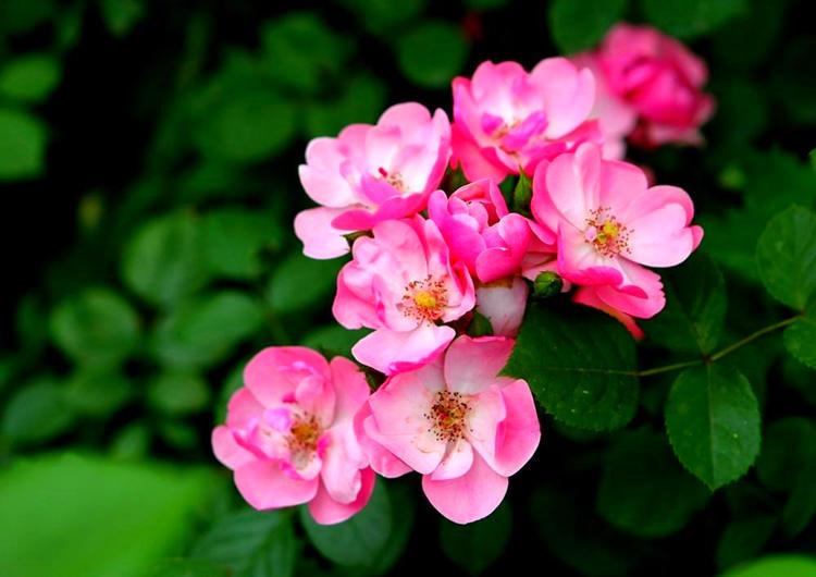 蔷薇花的养殖方法和注意事项 养花知识 第4张