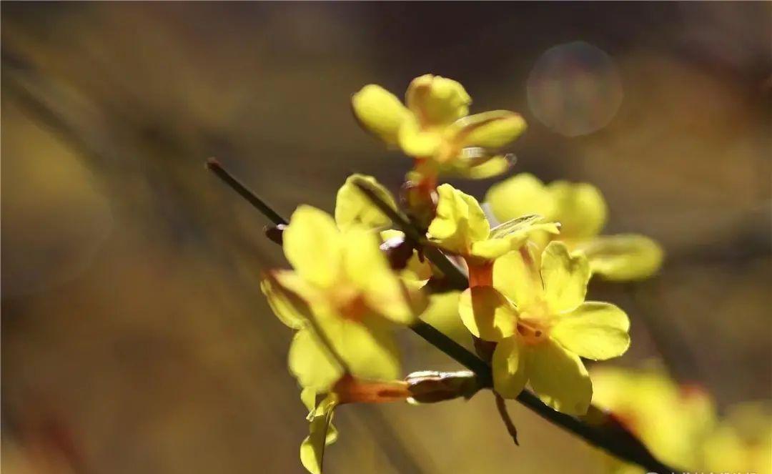迎春花的样子（迎春花图片和特征介绍） 植物百科 第11张