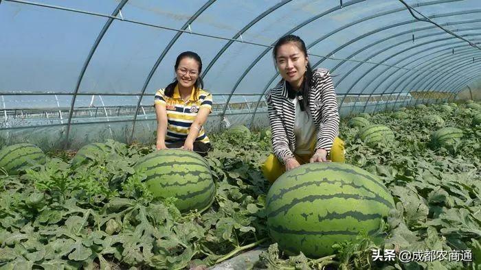 西瓜的种植方法和管理技术 绿植养护 第10张