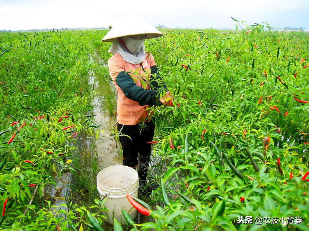 辣椒种植与管理技术（怎样种植辣椒才高产） 绿植养护 第7张