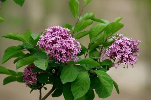 丁香是什么样子的（丁香花图片和资料介绍） 植物百科 第7张