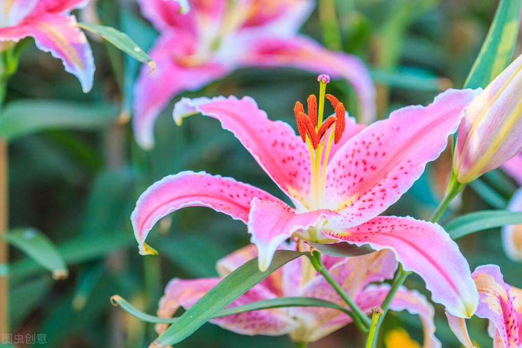 百合开花季节和时间（百合花期和养护技巧） 养花知识 第2张