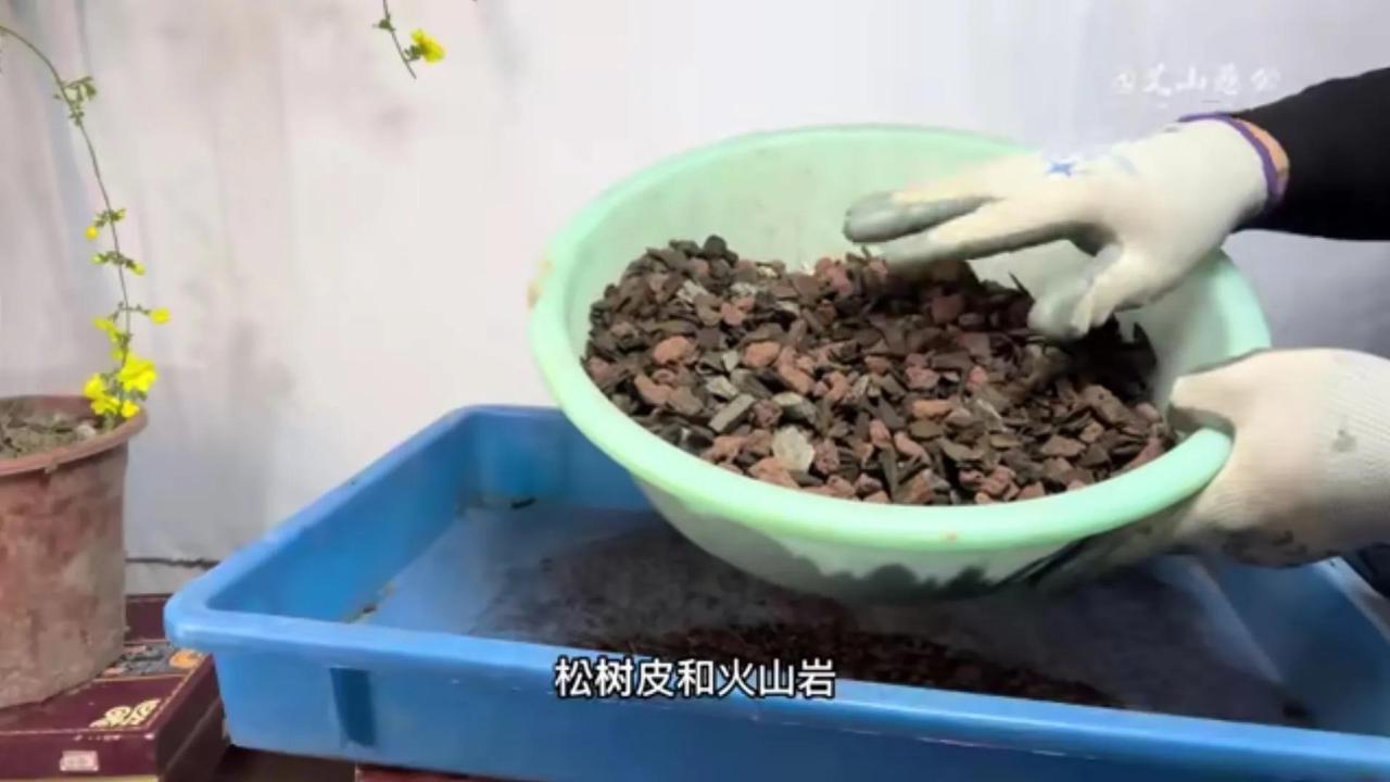 养兰花用什么土最好（兰花最佳的植料配比） 养花知识 第4张