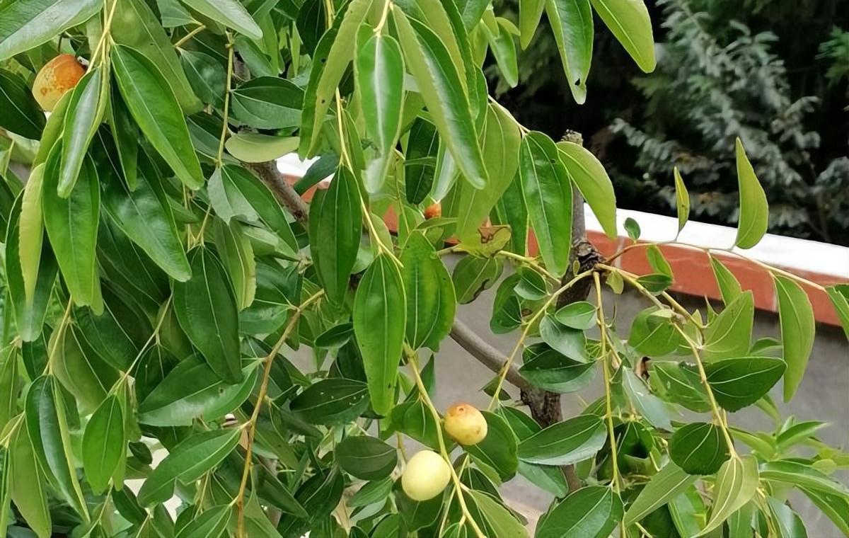 枣树的种植方法和技术（枣树怎么种植） 绿植养护 第1张