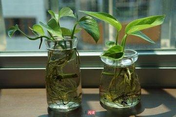 吊兰和绿萝吸甲醛哪个好（真实数据对比） 植物与健康 第2张