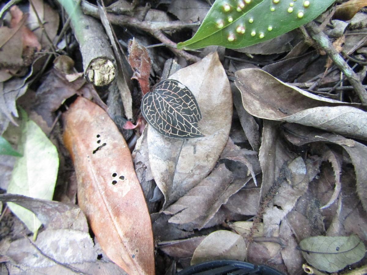 金线莲种植技术（金线莲栽培技术要点） 绿植养护 第2张