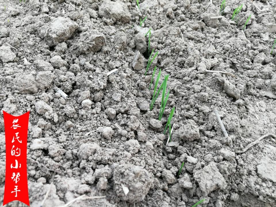 小麦种植时间和方法（种小麦的最佳时间和注意事项） 绿植养护 第4张