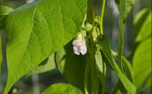 菜豆树的养殖方法（菜豆树种植注意事项） 绿植养护 第3张