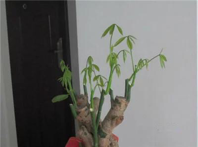 发财树怎么剪枝（发财树的修剪方法详细步骤图解） 绿植养护 第5张