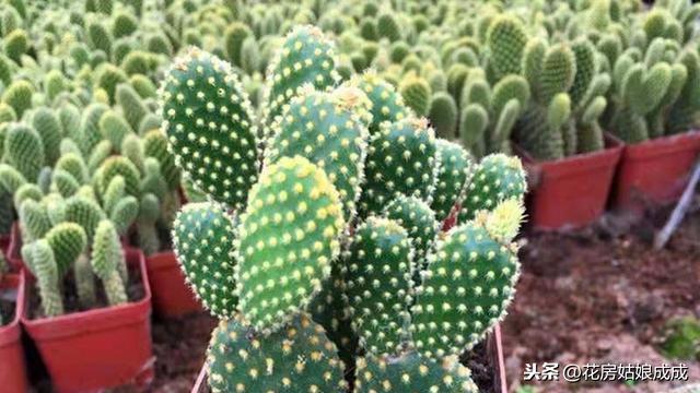 仙人掌防辐射是真的吗（仙人掌净化空气吸收甲醛吗） 植物与健康 第3张