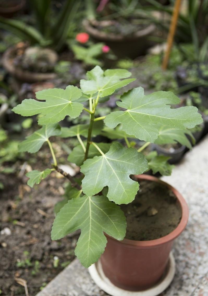 无花果种植时间和方法及日常管理注意事项 绿植养护 第3张