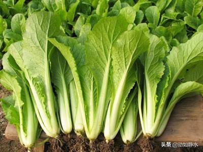 小白菜种植方法和时间（小白菜种植方法全过程） 绿植养护 第1张