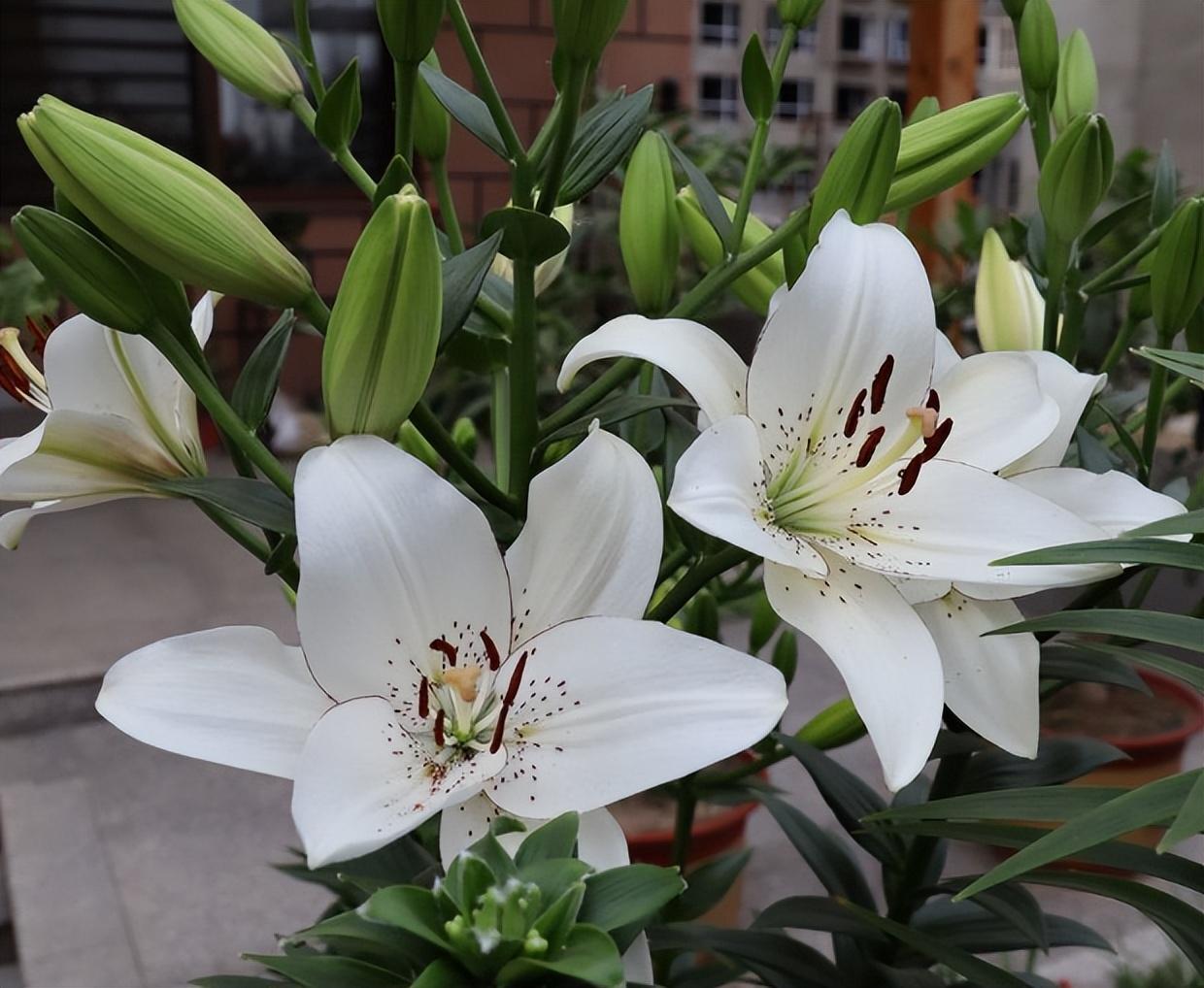 百合花盆栽开完花后怎么处理（百合花开花之后的后期管理方法） 养花知识 第1张