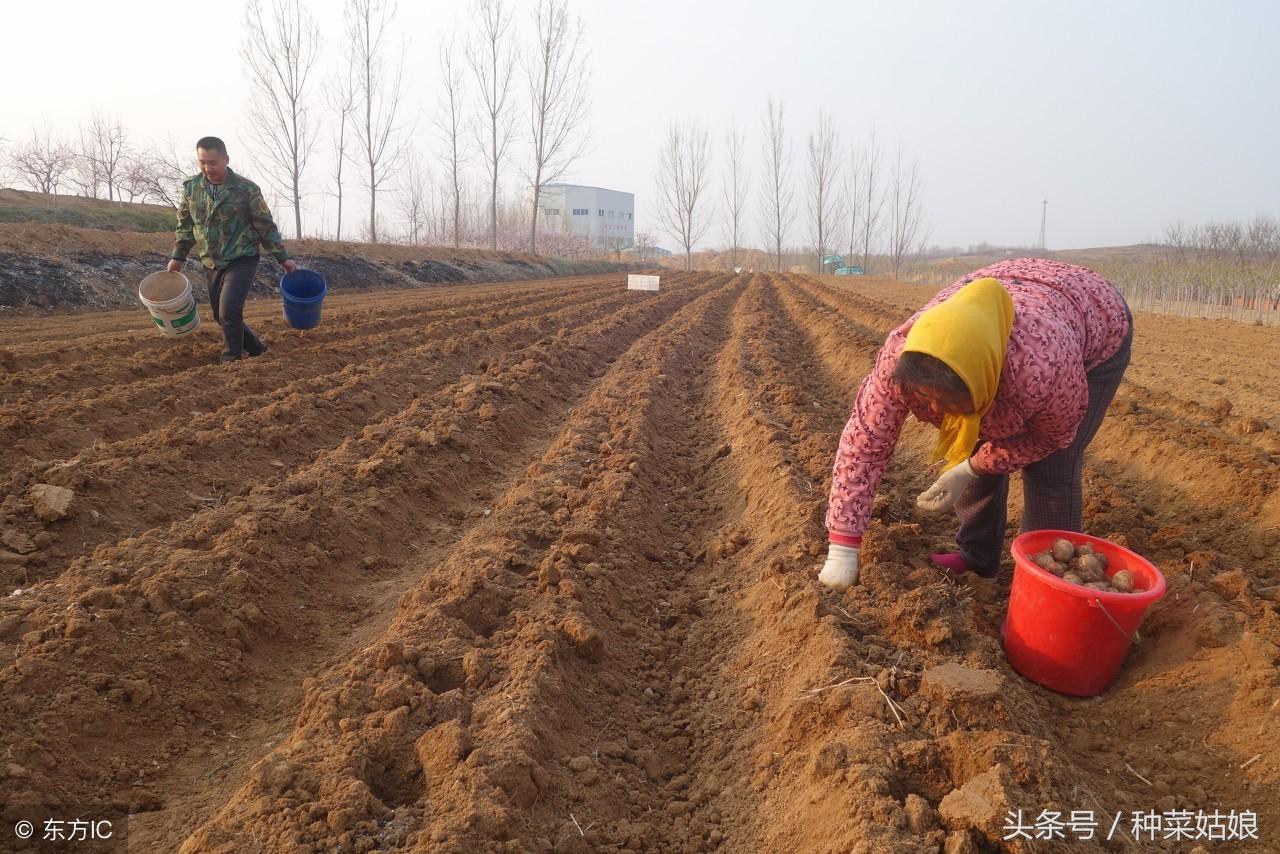 芋头怎么种植（芋头种植时间和方法） 绿植养护 第4张