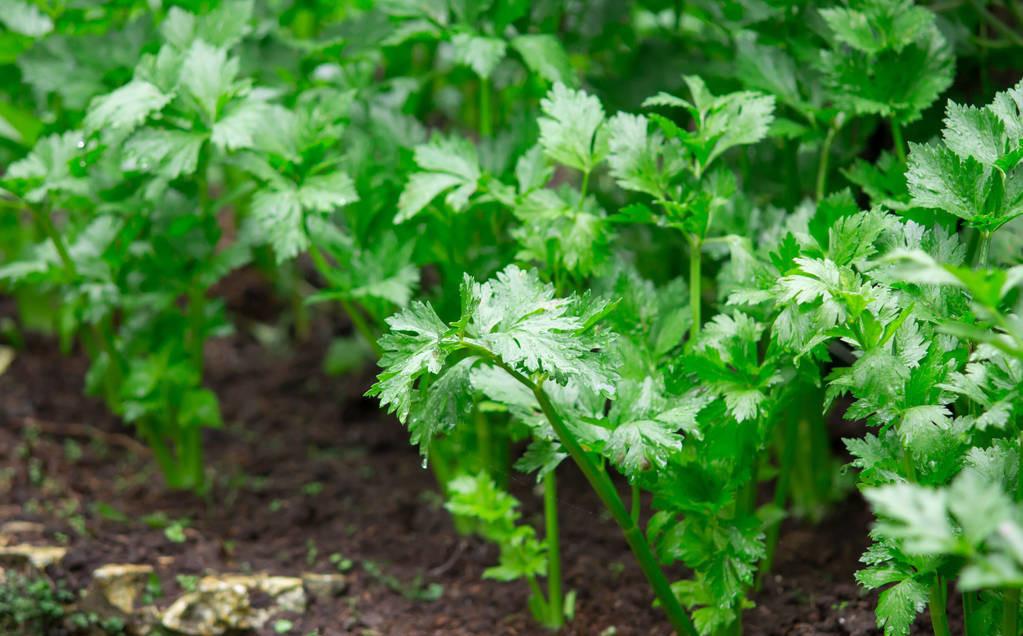 芹菜种植方法步骤（芹菜种植技术和种植时间） 绿植养护 第1张