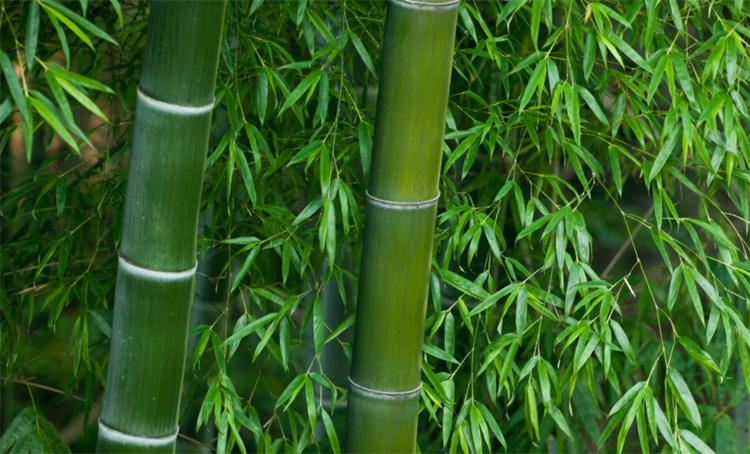 竹子是什么类型的植物（竹子属于木本还是草本） 植物百科 第3张