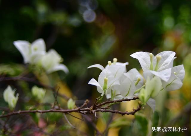 三角梅有几种颜色（常见的三角梅有哪些品种） 养花知识 第8张