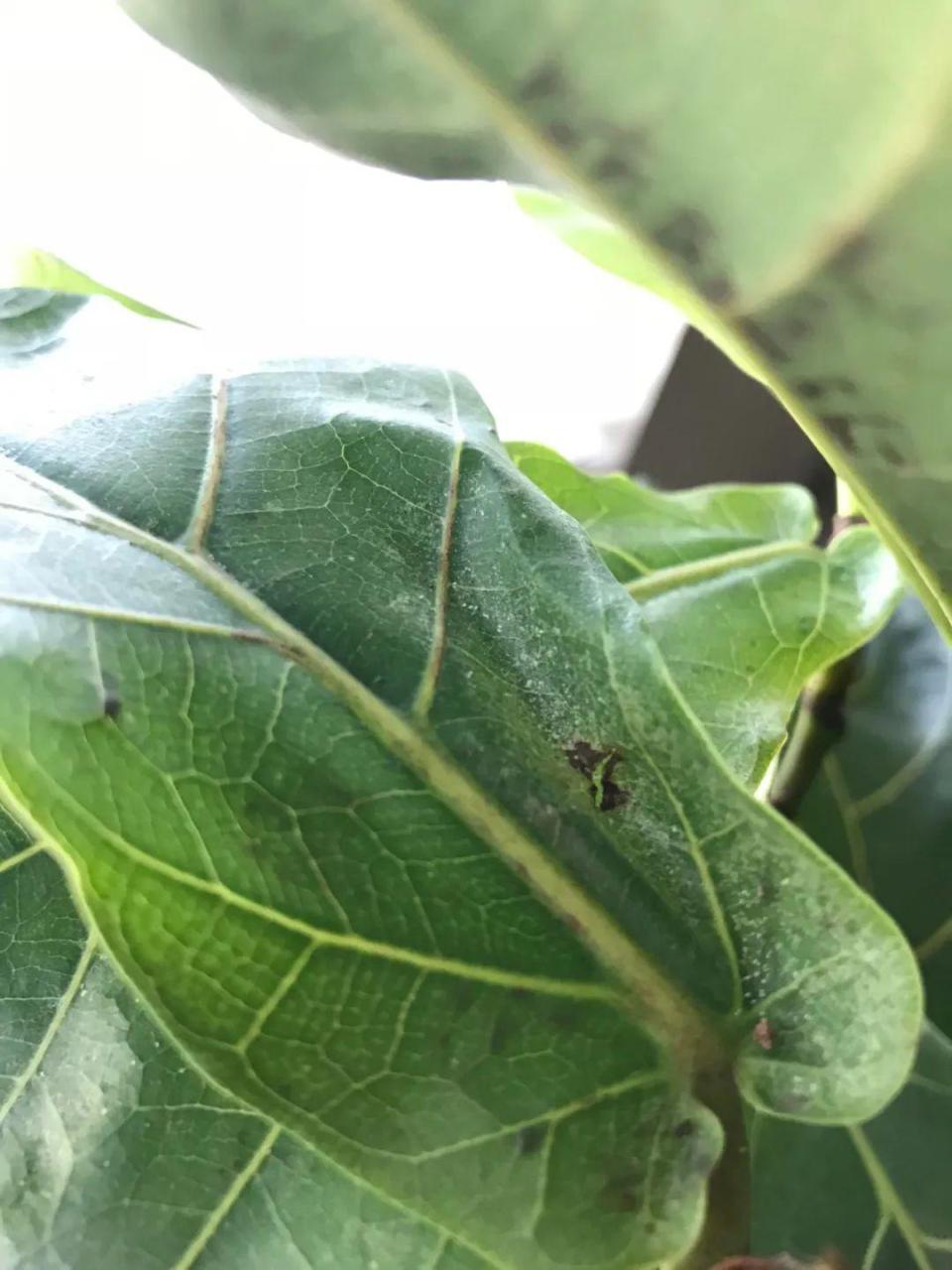 杀死红蜘蛛的小妙招（盆栽花卉红蜘蛛的防治方法） 养花知识 第6张