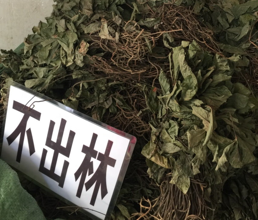 紫金牛的功效与作用（紫金牛的药用价值） 植物百科 第6张