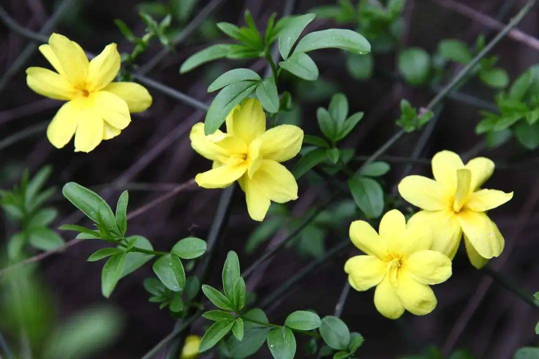 迎春花的样子（迎春花图片和特征介绍） 植物百科 第6张