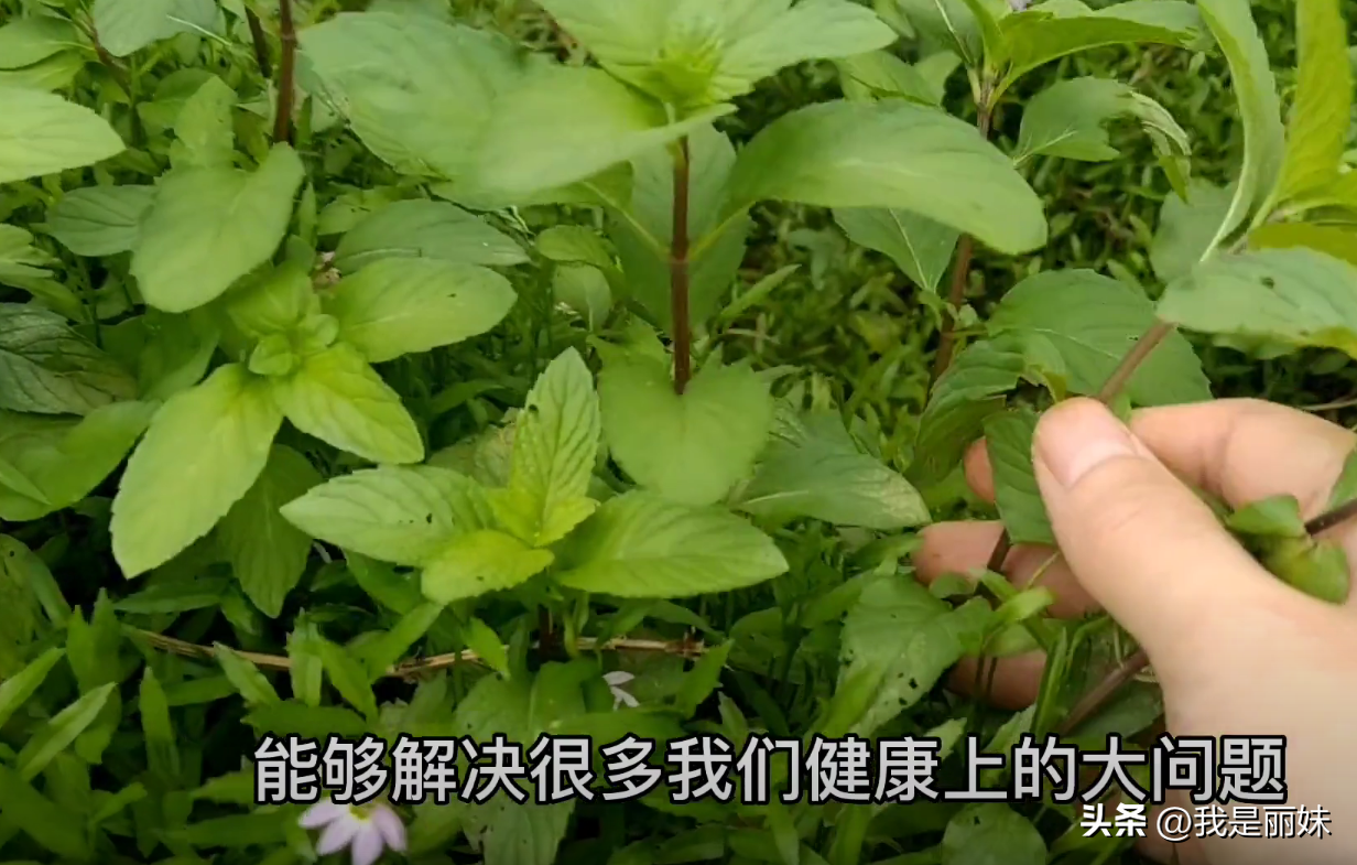 薄荷泡水喝有什么好处（薄荷叶泡水喝的功效与作用） 植物与健康 第1张