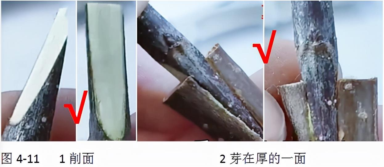 嫁接树苗的方法和技术（带你轻松玩转嫁接） 绿植养护 第11张