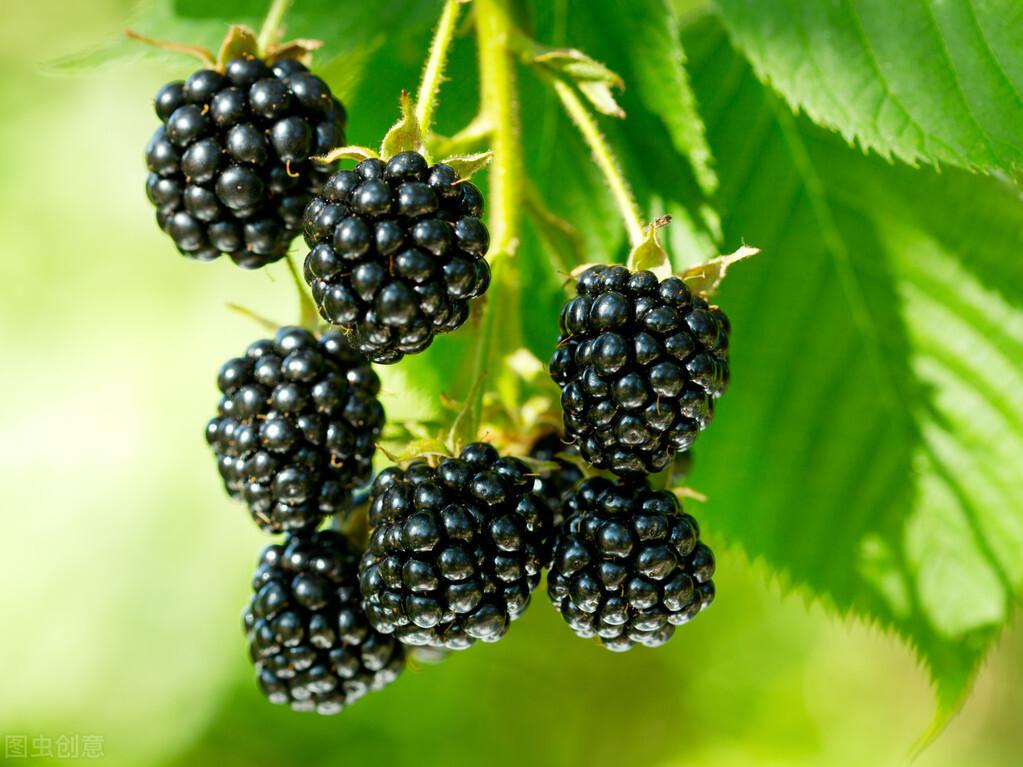 覆盆子和树莓的区别（覆盆子是树莓吗） 植物百科 第6张