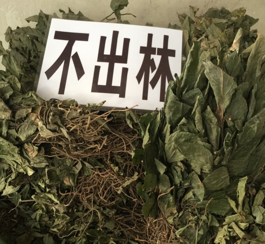 紫金牛的功效与作用（紫金牛的药用价值） 植物百科 第5张