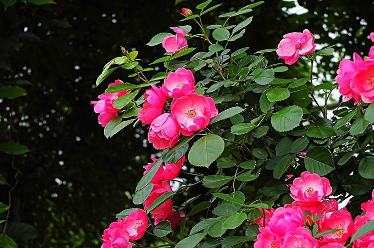 蔷薇花的养殖方法和注意事项 养花知识 第7张