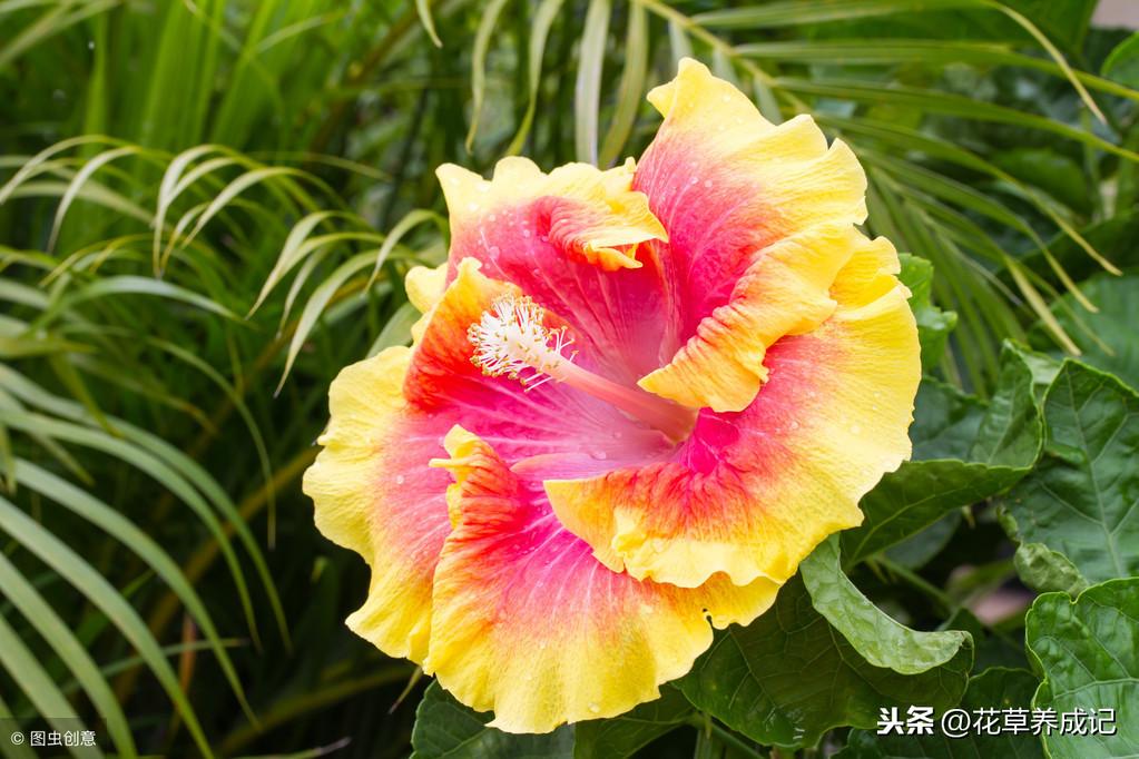 芙蓉花怎么养才能养好（盆栽芙蓉养护注意事项） 养花知识 第6张