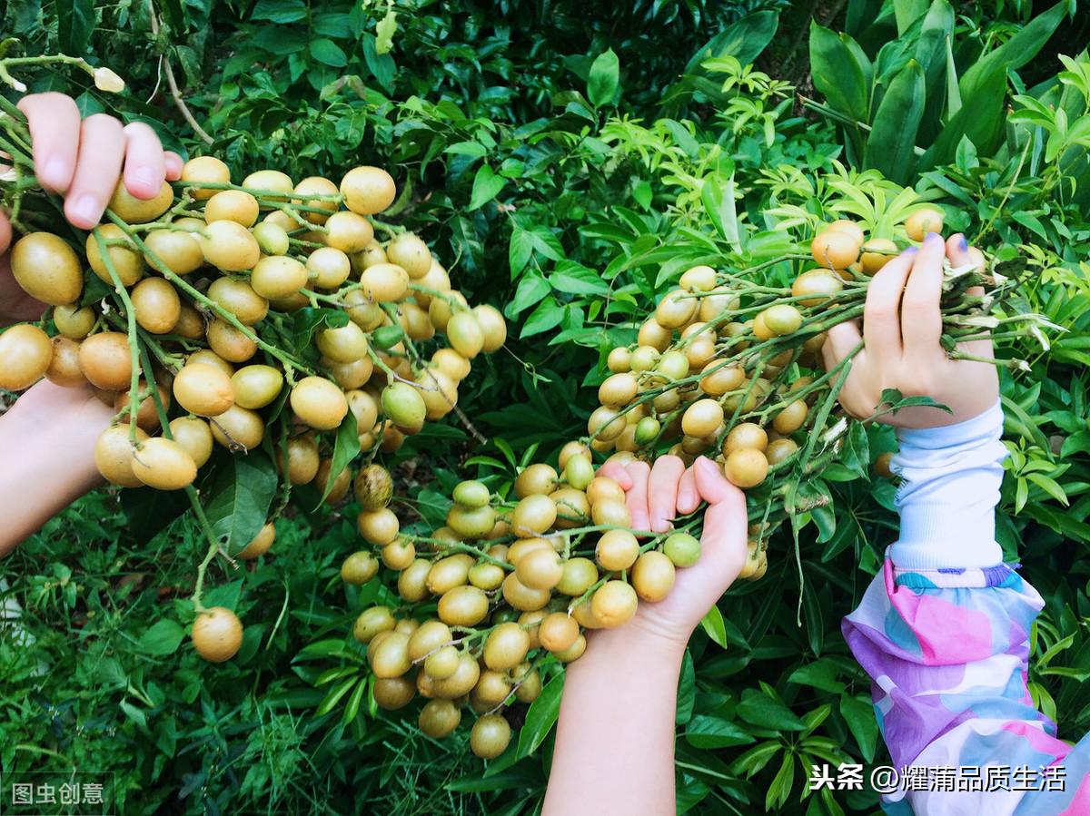 黄皮的种植方法（黄皮果树的栽培与管理） 绿植养护 第5张