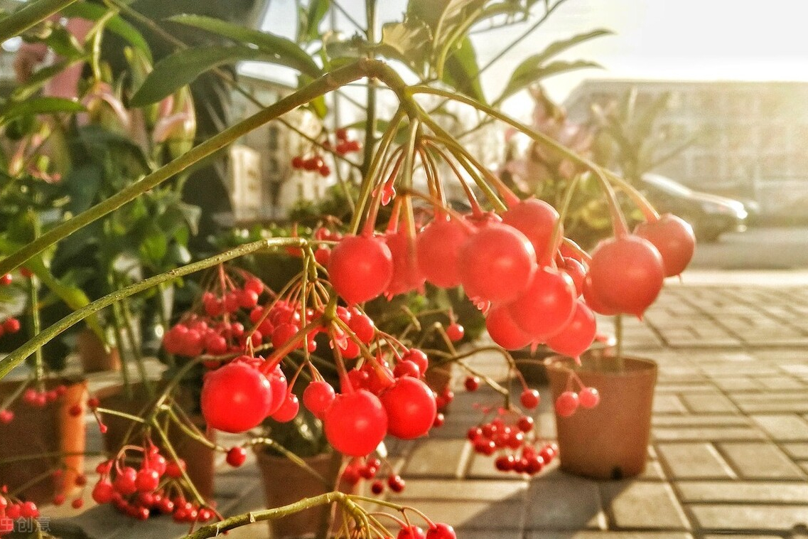 腰缠万贯花怎么养才能茂盛（腰缠万贯盆栽花卉怎么养） 养花知识 第3张