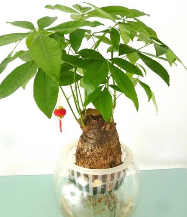 水培发财树怎么养才能更旺盛（水培发财树小技巧） 绿植养护 第8张