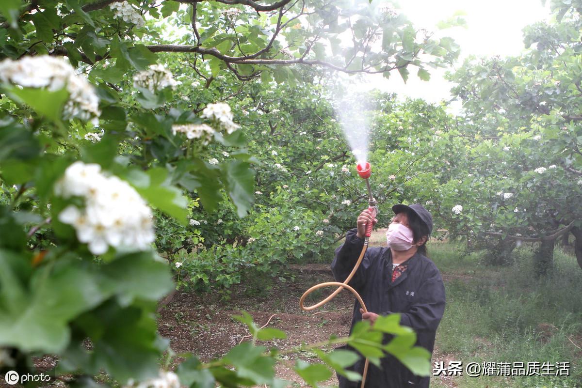 黄皮的种植方法（黄皮果树的栽培与管理） 绿植养护 第4张