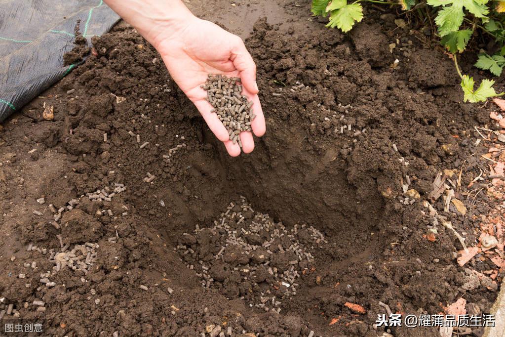 黄皮的种植方法（黄皮果树的栽培与管理） 绿植养护 第3张