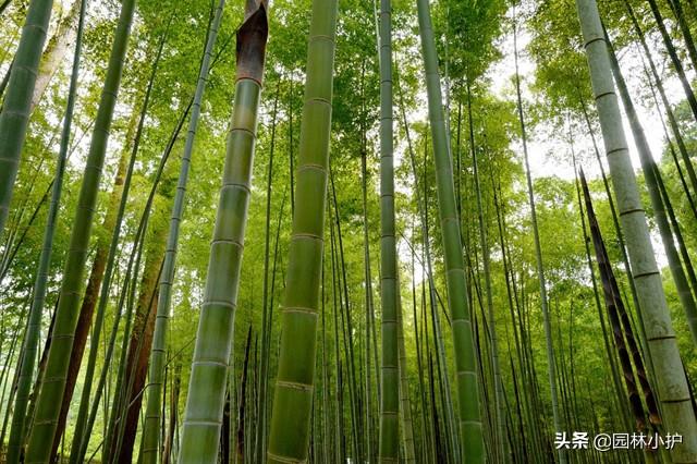 竹子种在院子的什么位置好，庭院竹子品种怎么选 绿植养护 第1张