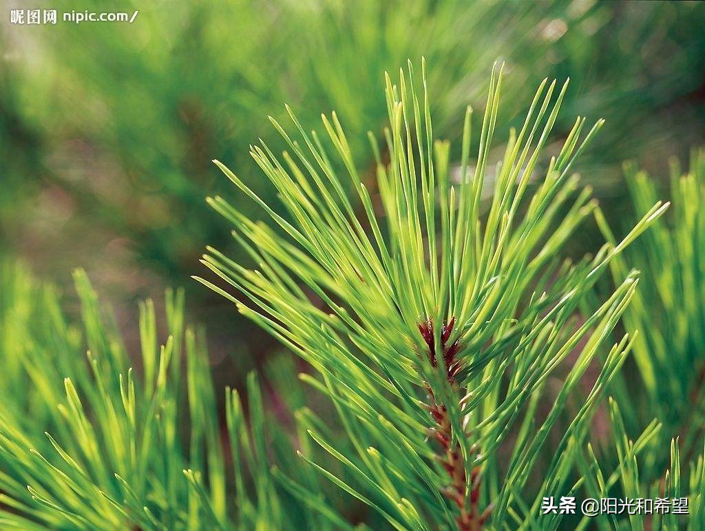 花盆里的小飞虫怎么消灭小窍门（花盆小黑飞虫的根治小妙招） 养花知识 第2张