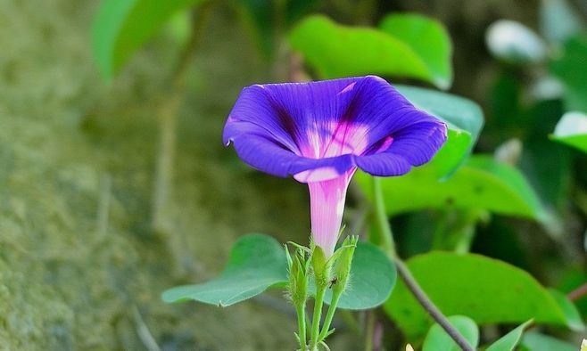 牵牛花是什么颜色，牵牛花为什么只在清晨开放 植物百科 第2张