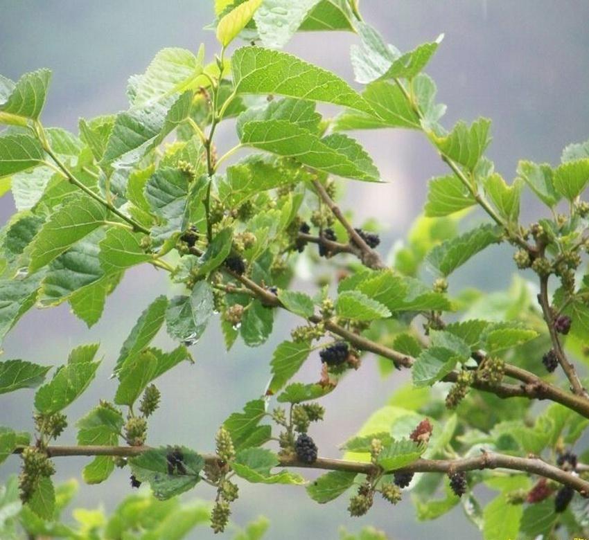 桑叶长什么样子，桑叶可以食用吗？ 绿植养护 第1张