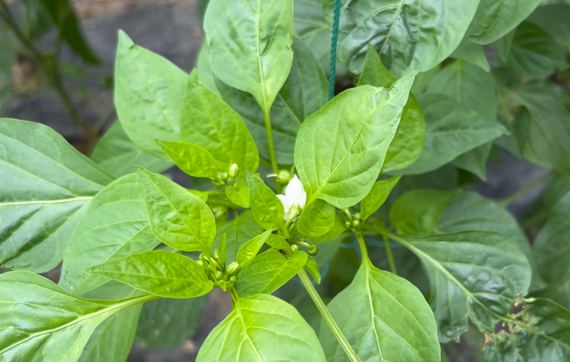 花芽分化是什么意思，如何做好花芽分化工作？ 绿植养护 第4张