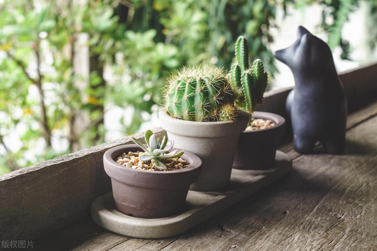 仙人掌的介绍及特点：带你了解神奇多肉植物仙人掌的奇妙世界 多肉植物 第3张