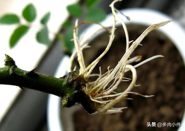 月季花蕾可以繁殖吗？月季花怎么繁殖最佳？ 养花知识 第4张