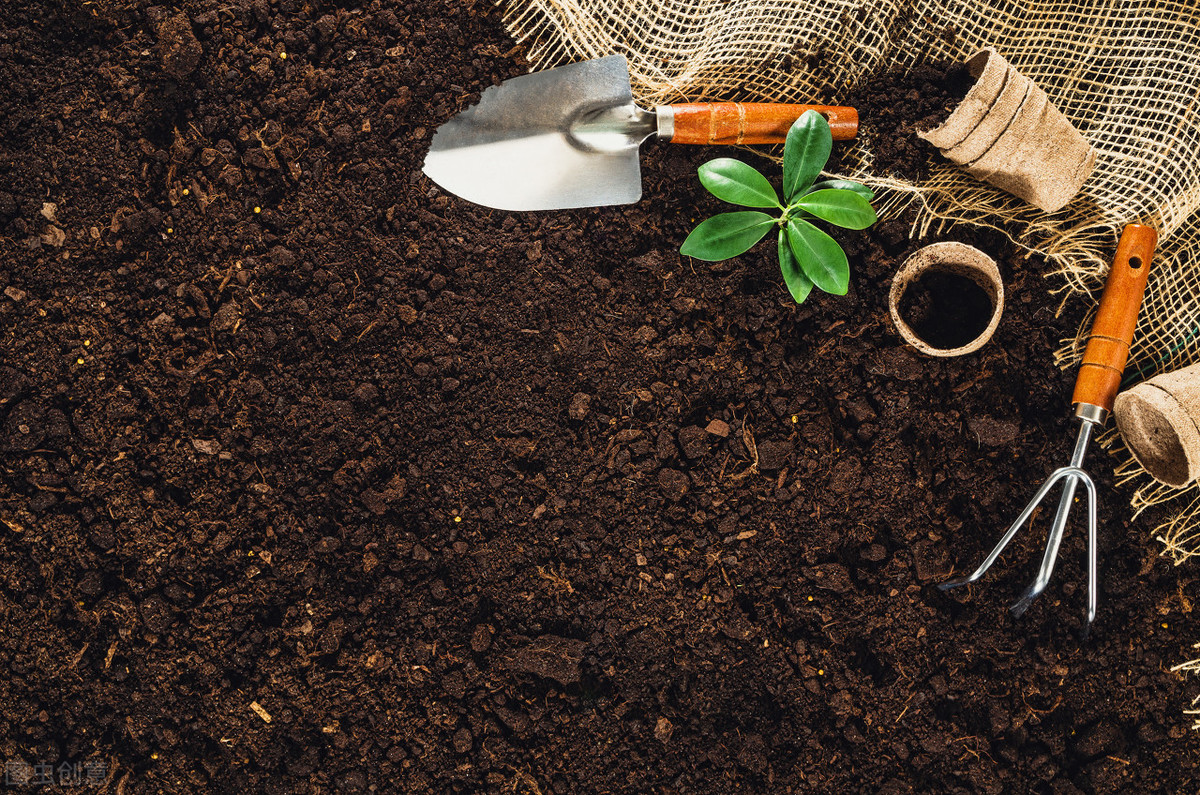 虎皮兰换盆用什么土比较好？虎皮兰换盆土壤配制方法和步骤 绿植养护 第2张